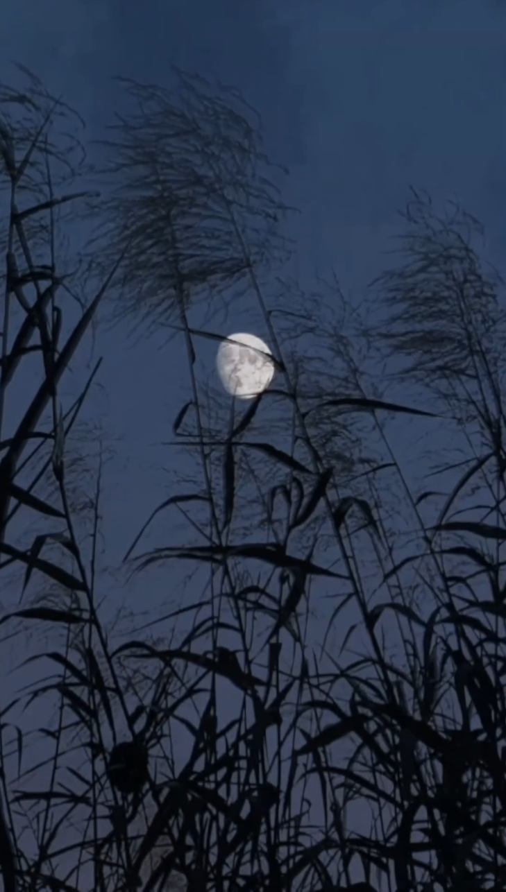 夫人居然不作妖了封面图